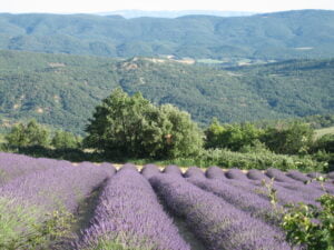 Lavandes - Luberon
