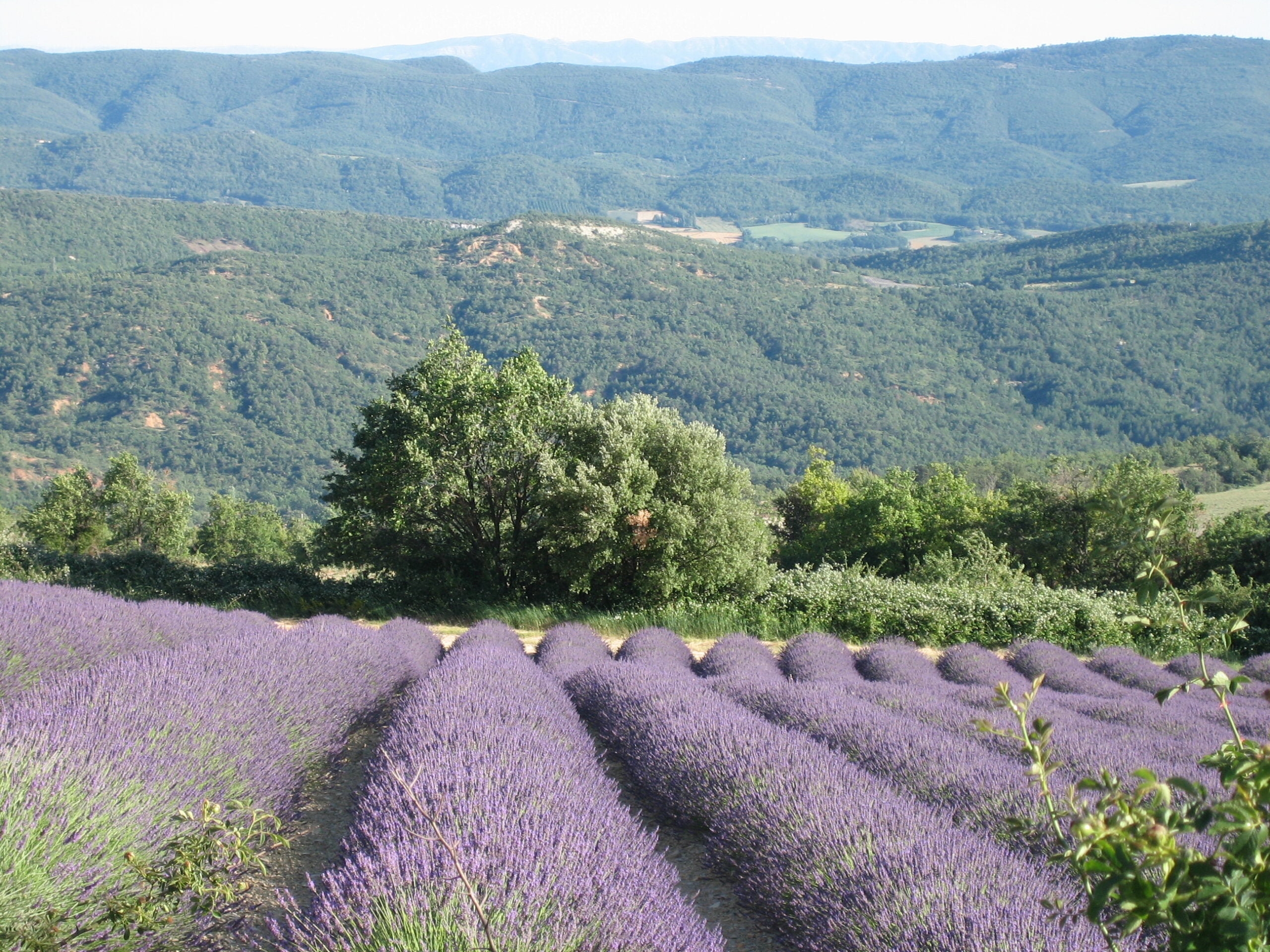 Lavandes - Luberon