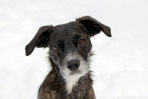 dog, portrait, black-316598.jpg