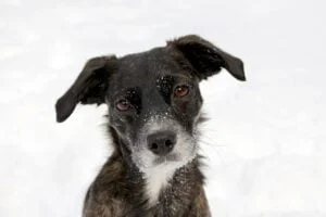 dog, portrait, black-316598.jpg