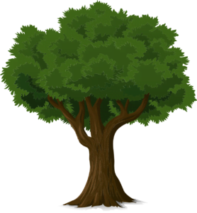 tree, trunk, leaves-576847.jpg