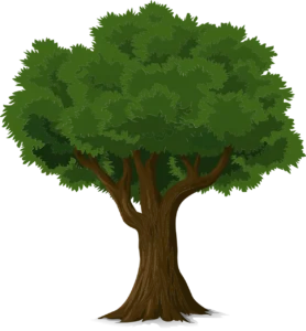 tree, trunk, leaves-576847.jpg